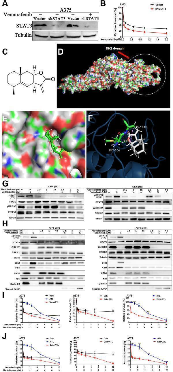 Anti-Transcription factor SOX-2 SOX2 Antibody Picoband®