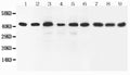Anti-SOX7 Antibody Picoband®