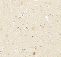 Anti-PSD95/DLG4 Antibody Picoband®