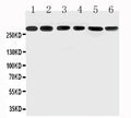 Anti-Mucin 5AC/MUC5AC Antibody Picoband®
