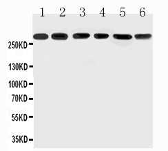 Anti-Mucin 5AC/MUC5AC Antibody Picoband®