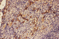 Anti-C5/C5a antibody, PA2308, IHC(P)
IHC(P): Mouse Spleen Tissue