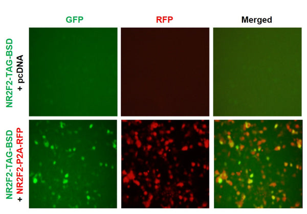 NR2F2 Reporter Lentivirus – Figure 1 of 7
