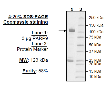 PARP9, GST-tag, His-tag Recombinant – Figure 1 of 1