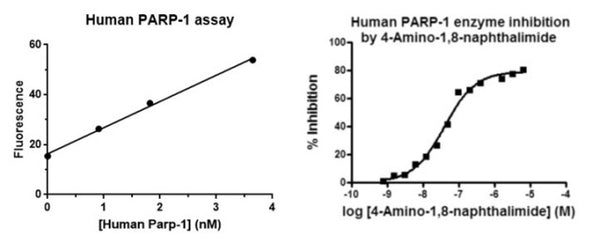 Human Poly (ADP-ribose) Polymerase-1 Assay Kit – Figure 1 of 1