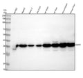 Anti-DDAH1 Antibody Picoband®