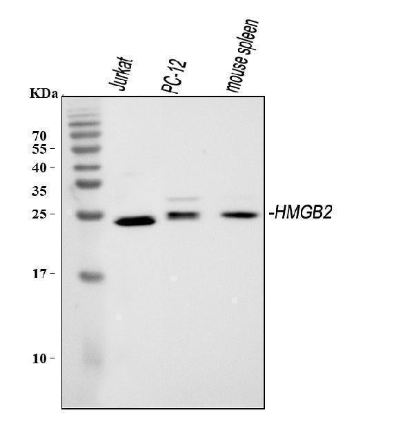 Anti-HMGB2 Antibody Picoband®