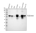 Anti-Alpha Internexin/INA Antibody Picoband®
