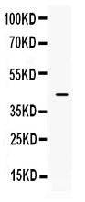 Anti-ITLN1 Antibody Picoband®