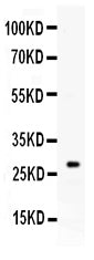 Anti-Kallikrein 8/KLK8 Antibody Picoband®