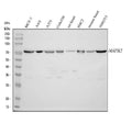 Anti-TAK1/MAP3K7 Antibody Picoband®