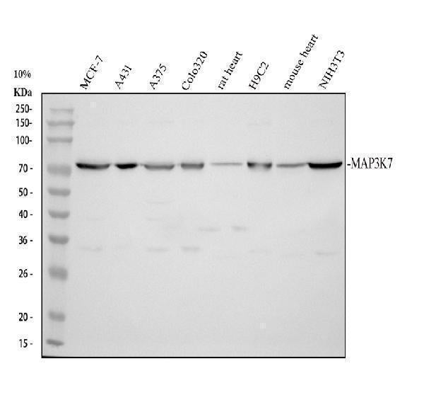 Anti-TAK1/MAP3K7 Antibody Picoband®