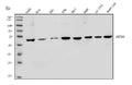Anti-MAP3K8 Antibody Picoband®