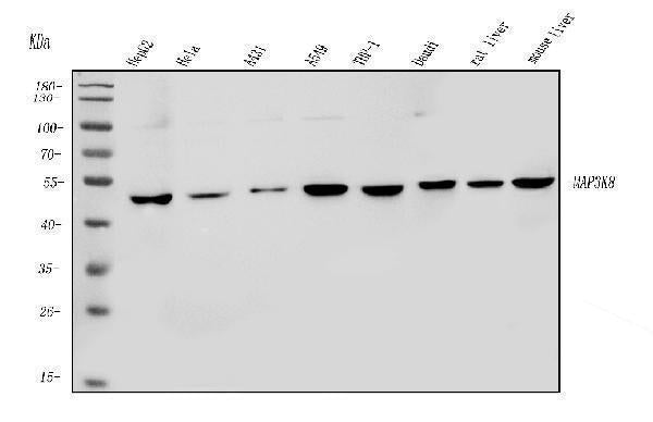 Anti-MAP3K8 Antibody Picoband®