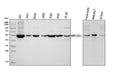 Anti-Visfatin/NAMPT Antibody Picoband®