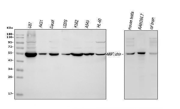 Anti-Visfatin/NAMPT Antibody Picoband®