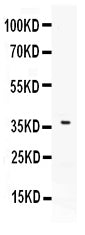 Anti-B7 DC/PDCD1LG2 Antibody Picoband®