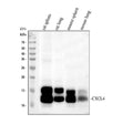 Anti-PF4 Antibody Picoband®