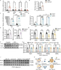 Anti-PF4 Antibody Picoband®