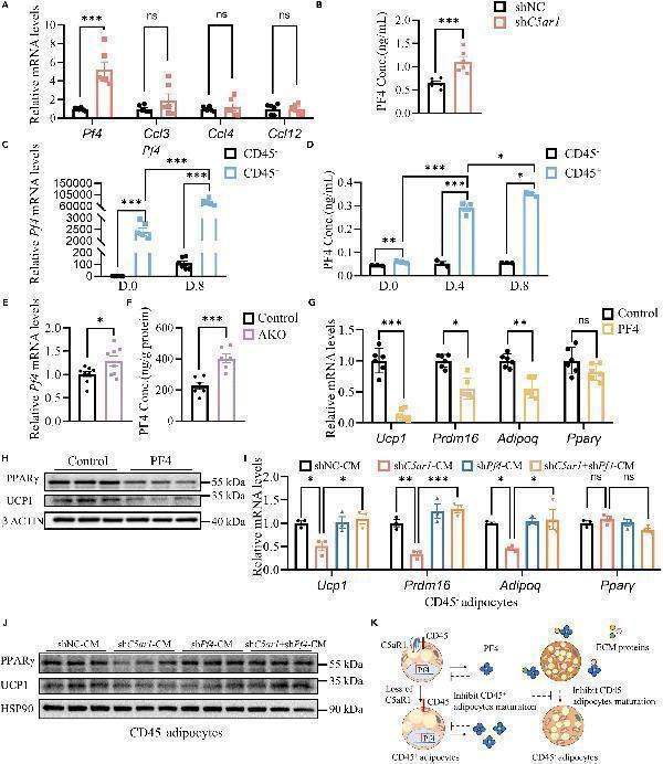 Anti-PF4 Antibody Picoband®