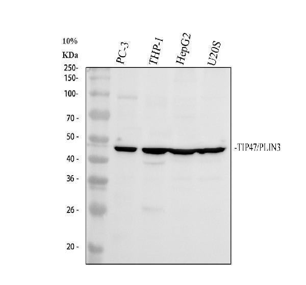 Anti-Perilipin 3/PLIN3 Antibody Picoband®