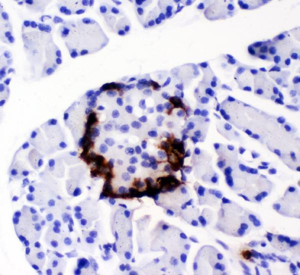 Anti-Peptide YY/PYY Antibody