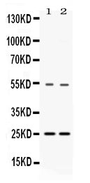 Anti-SYBL1/VAMP7 Antibody Picoband®