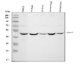 Anti-ABAT Antibody Picoband®