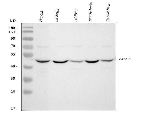 Anti-ABAT Antibody Picoband®