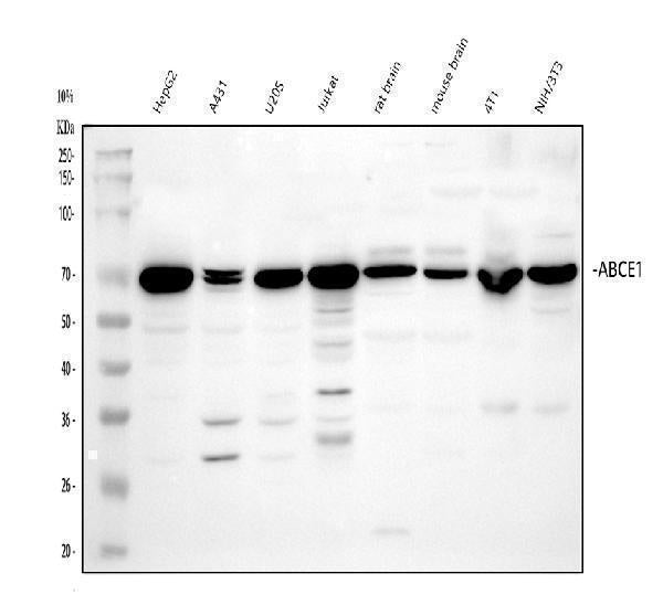 Anti-ABCE1 Antibody Picoband®
