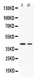 Anti-Abhd5 Antibody Picoband®