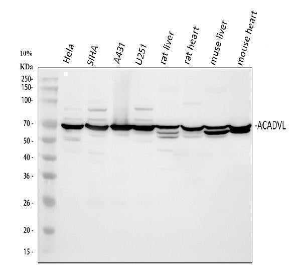 Anti-ACADVL Antibody Picoband®