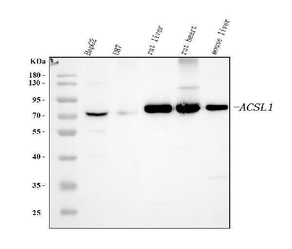 Anti-ACSL1 Antibody Picoband®