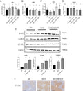 Anti-Alcohol Dehydrogenase/ADH1A Antibody Picoband®