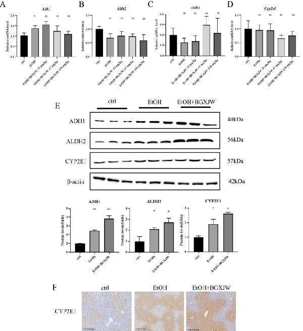 Anti-Alcohol Dehydrogenase/ADH1A Antibody Picoband®