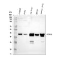 Anti-ADH4 Antibody Picoband®