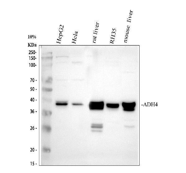 Anti-ADH4 Antibody Picoband®