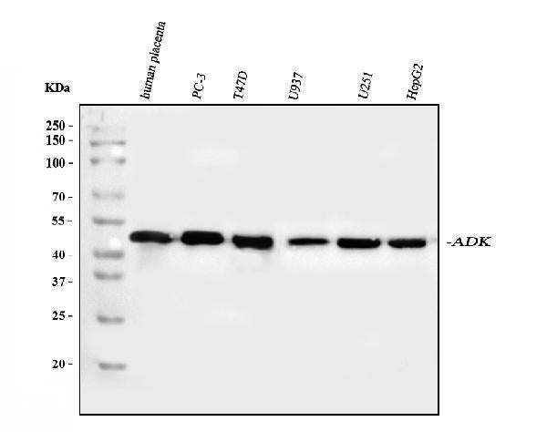 Anti-ADK Antibody Picoband®