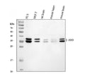 Anti-ADO Antibody Picoband®
