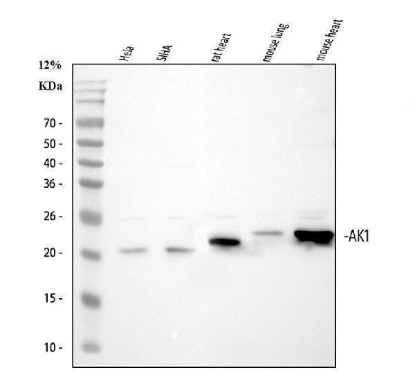 Anti-Adenylate Kinase 1/AK1 Antibody Picoband®
