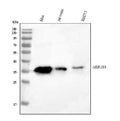 Anti-AKR1B1 Antibody Picoband®