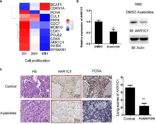 Anti-AKR1C1/C2 Antibody Picoband®