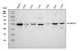 Anti-ALDH1B1 Antibody Picoband®