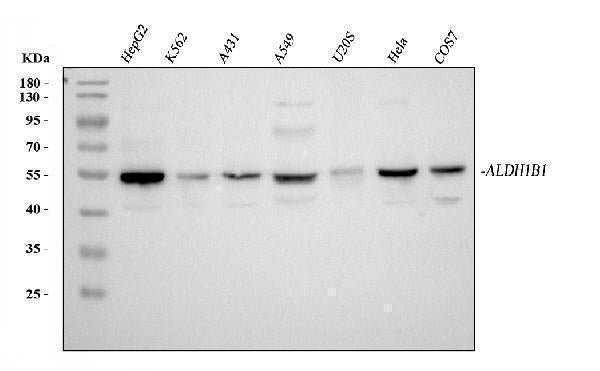Anti-ALDH1B1 Antibody Picoband®