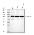 Anti-ALDH7A1 Antibody Picoband®