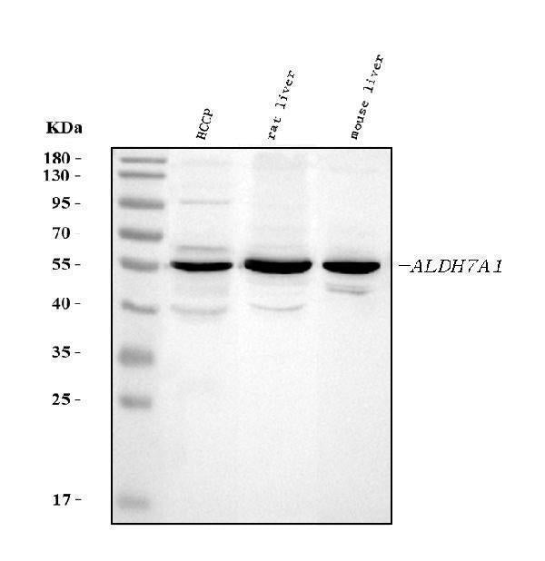 Anti-ALDH7A1 Antibody Picoband®