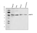 Anti-AMFR Antibody Picoband®