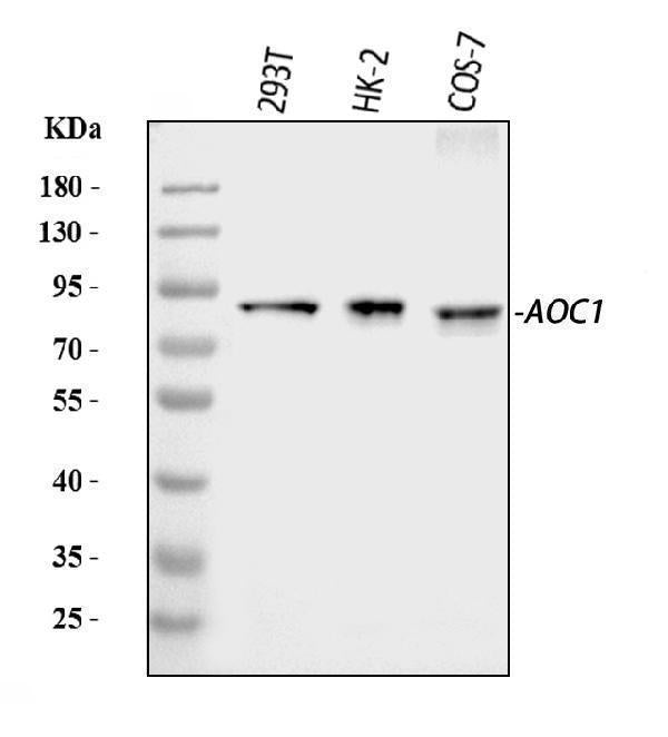 Anti-ABP1/AOC1 Antibody Picoband®