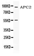 Anti-APC2 Antibody Picoband®