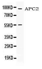 Anti-APC2 Antibody Picoband®